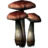 Fly Amanita