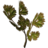 Frost Mirriam