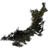 Hanging Moss